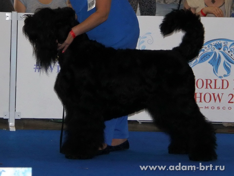 ADAM RACY STYLE MATVEY, 10 MONTHS – JUNIOR CLASS, EXL, EXCELLENT!!!