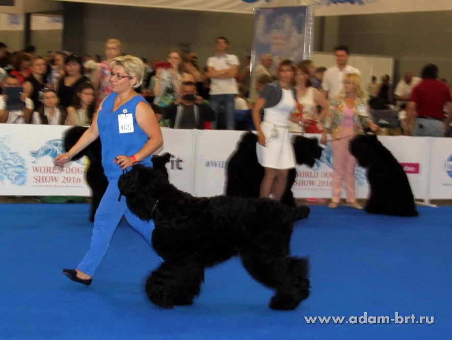 ADAM RACY STYLE MATVEY, 10 MONTHS – JUNIOR CLASS, EXL, EXCELLENT!!!