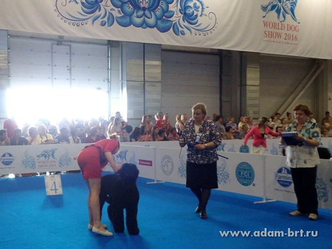 ADAM RACY STYLE LUBOSLAVA, 12 MONTHS – JUNIOR CLASS, EXL, EXCELLENT!!!