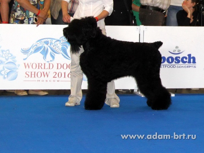 ADAM RACY STYLE INFINITY, 14 MONTHS – JUNIOR CLASS, VG, VERY GOOD!!!