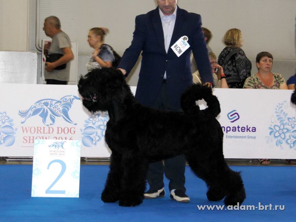 ADAM RACY STYLE ROSSIYA VELIKAYA, 6 MONTHS IS VICE PUPPY WORLD HOPE!!!
