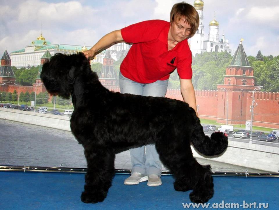 ADAM RACY STYLE ROSSIYA VELIKAYA, 6 MONTHS IS VICE PUPPY WORLD HOPE!!!