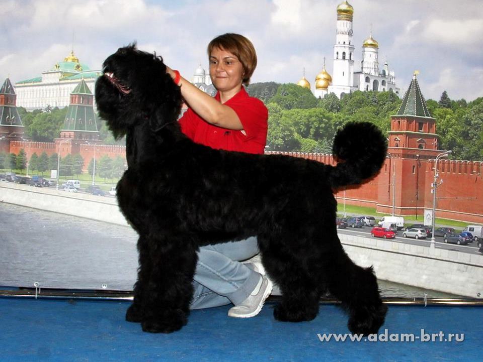 ADAM RACY STYLE ROSSIYA VELIKAYA, 6 MONTHS IS VICE PUPPY WORLD HOPE!!!