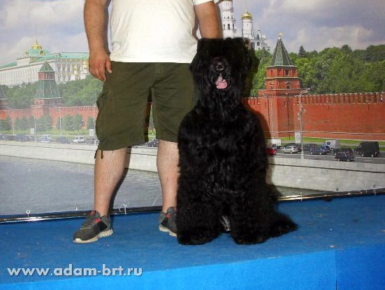 ADAM RACY STYLE INFINITY, 14 MONTHS – JUNIOR CLASS, VG, VERY GOOD!!!