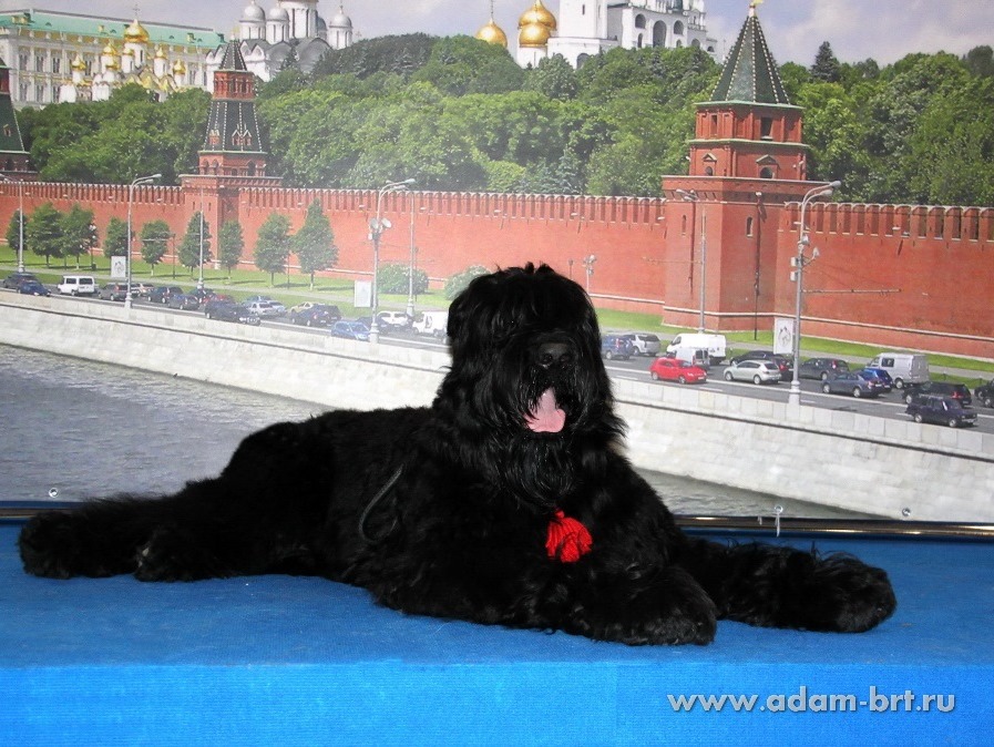 ADAM RACY STYLE MATVEY, 10 MONTHS – JUNIOR CLASS, EXL, EXCELLENT!!!