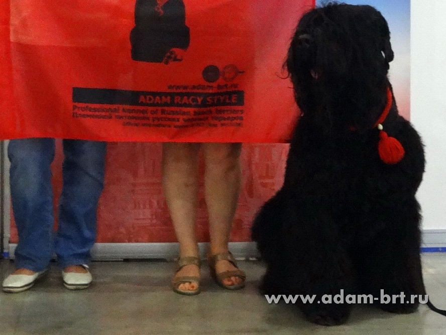 ADAM RACY STYLE BRT KENNEL – WORLD CHAMPIONSHIP PRIZE WINNER KENNEL OF BREED!!!