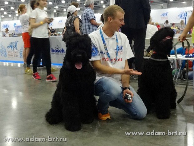 ADAM RACY STYLE RICHARD, 6 MONTHS – PUPPY CLASS, VERY PROMISING, VICE PUPPY WORLD HOPE!!!
ADAM RACY STYLE RYTSAR SVETA, 6 MONTHS – PUPPY CLASS, VERY PROMISING, SECOND BEST PUPPY MALE OF “INTERRA” TERRIERS WORLD CHAMPIONSHIP!!!