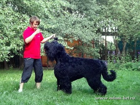 ADAM RACY STYLE APOLLON – CHAMPION CLASS, EXL, EXCELLENT!!!