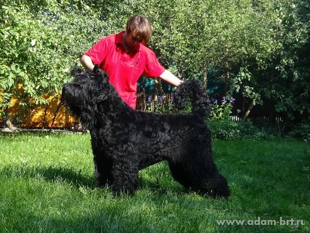 ADAM RACY STYLE APOLLON – CHAMPION CLASS, EXL, EXCELLENT!!!