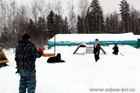 Couple training. Black Russian Terrier