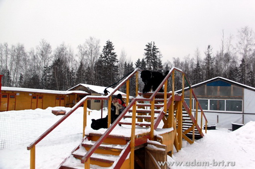 Couple training. Black Russian Terrier