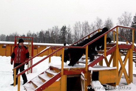Couple training. Black Russian Terrier