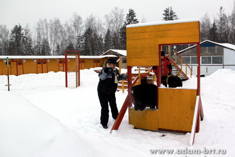 Couple training. Black Russian Terrier