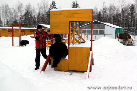 Couple training. Black Russian Terrier