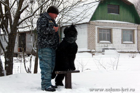 Couple training. Black Russian Terrier
