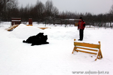 Couple training. Black Russian Terrier