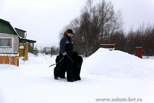 Couple training. Black Russian Terrier