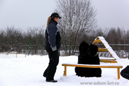 Couple training. Black Russian Terrier