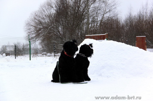 Couple training. Black Russian Terrier
