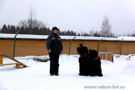 Couple training. Black Russian Terrier