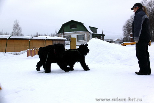 Couple training. Black Russian Terrier