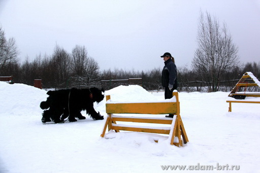 Couple training. Black Russian Terrier