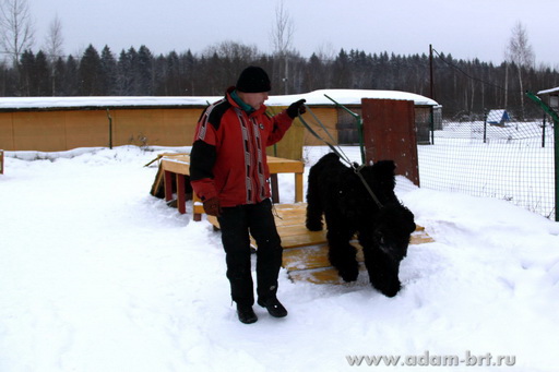 Couple training. Black Russian Terrier