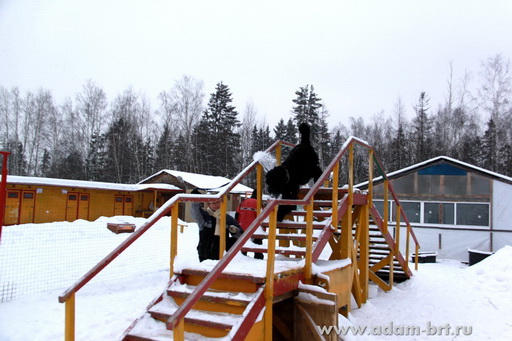 Couple training. Black Russian Terrier