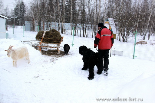 Couple training. Black Russian Terrier