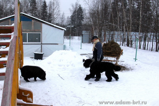 Couple training. Black Russian Terrier