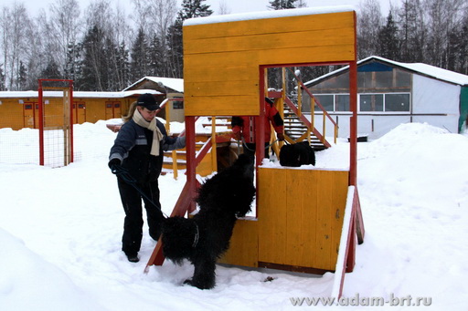 Couple training. Black Russian Terrier