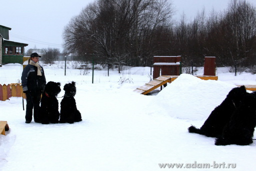 Couple training. Black Russian Terrier