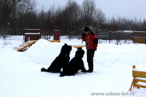 Couple training. Black Russian Terrier