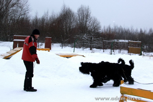 Couple training. Black Russian Terrier