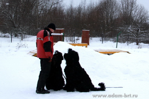 Couple training. Black Russian Terrier