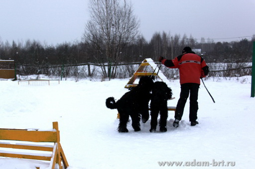 Couple training. Black Russian Terrier