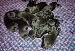 Адам Рэйси Стайл АЛЕКСАНДРА + Злато Бояр ГАВРИЛА Ладин Сын