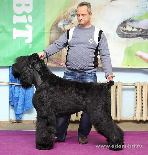 Adam Racy Style DAVLAT