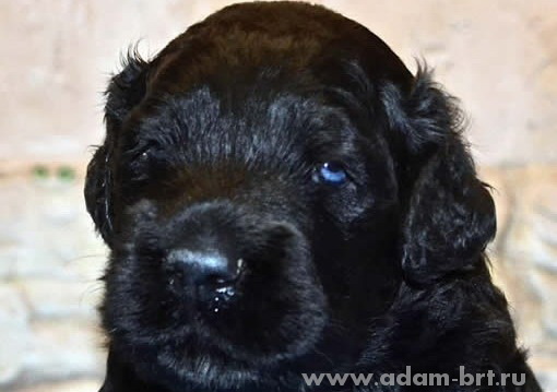 Продажа черный терьер Щеночки...