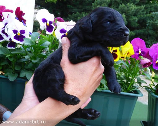 Уже открывают глазки ...