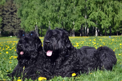 Счастливые родители щенков