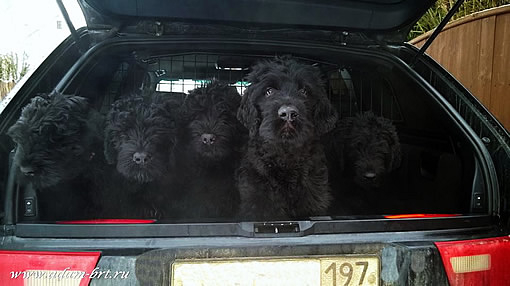 Адам Рэйси Стайл АЛЕКСАНДРА + КОНСТАНТИН ВЕЛИКИЙ из Русской Династии