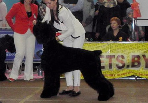 Адам Рэйси Стайл ВЕНЕЦИЯ