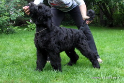 ADAM RACY STYLE ВАШИНГТОН - ЛУЧШИЙ ЩЕНОК ПОРОДЫ