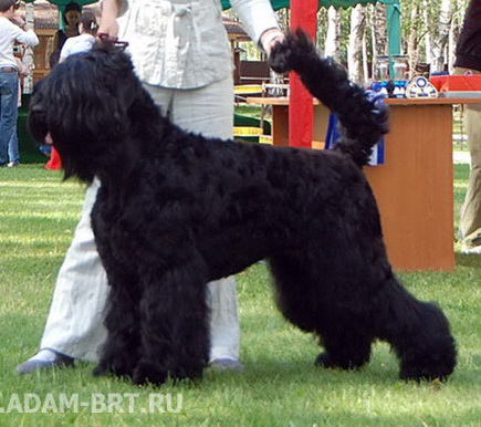 Адам Рэйси Стайл АЛЕКСАНДРА