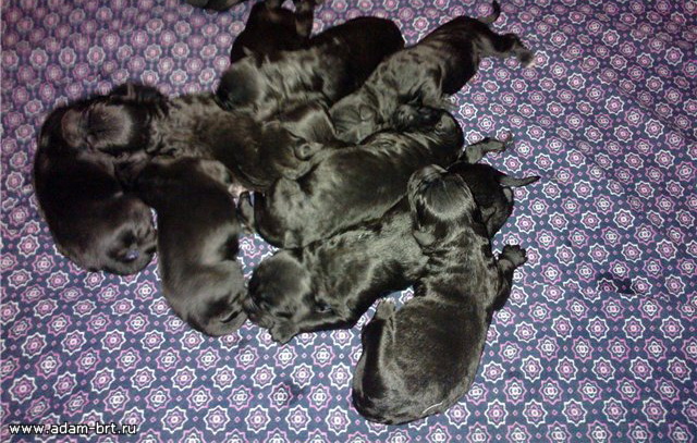 Адам Рэйси Стайл АЛЕКСАНДРА + Злато Бояр ГАВРИЛА Ладин Сын