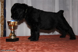 Адам Рэйси Стайл АЛЕКСАНДРА + Злато Бояр ГАВРИЛА Ладин Сын