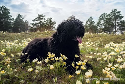      -   ,   !   !   !   ,    !