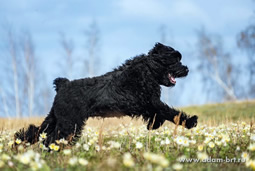      -   ,   !   !   !   ,    !