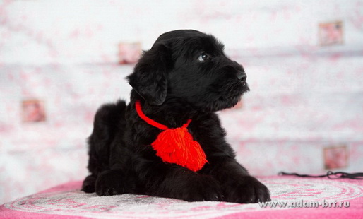    - -   !       -    !